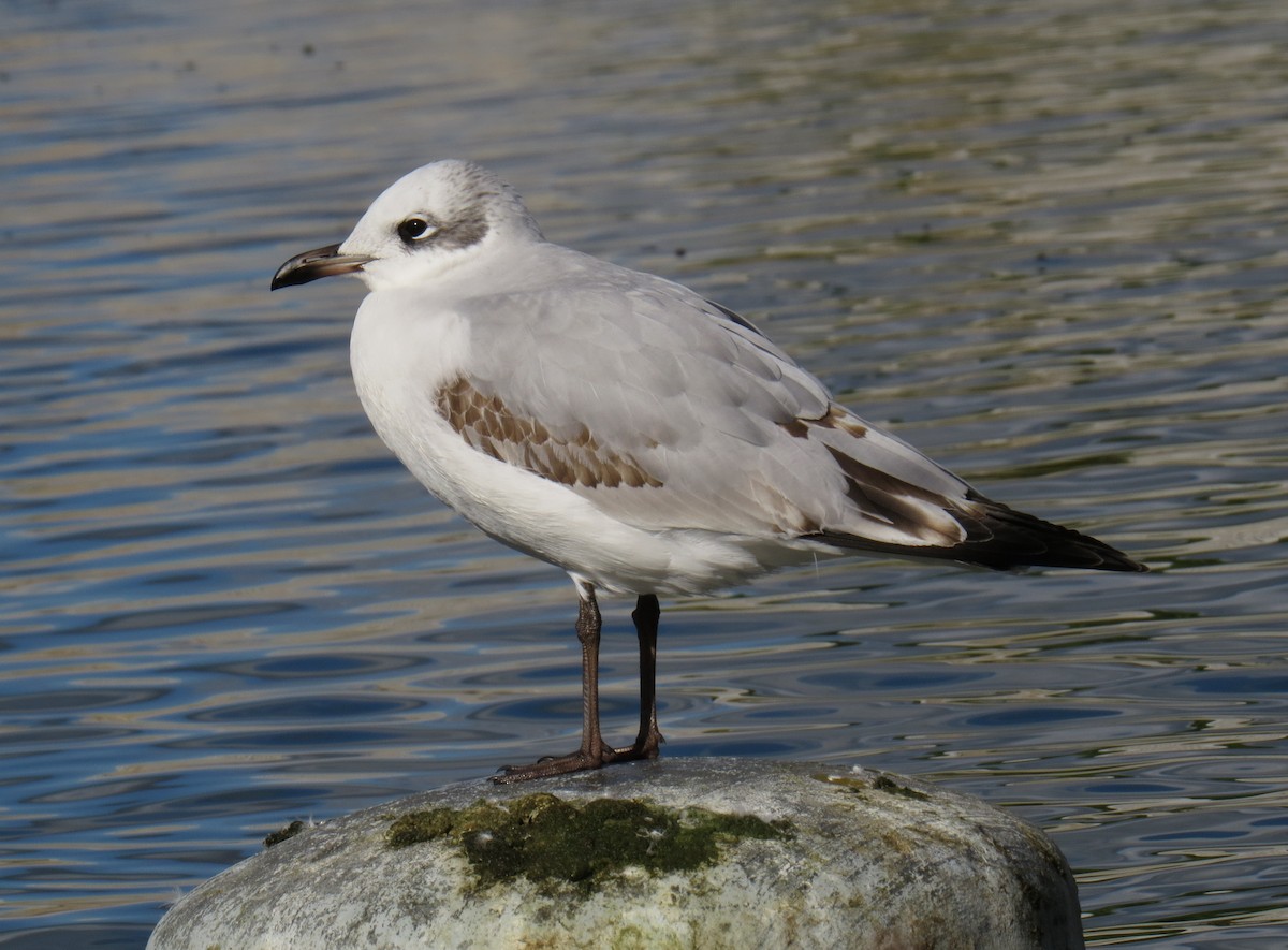 Mediterranean Gull - ML645549078