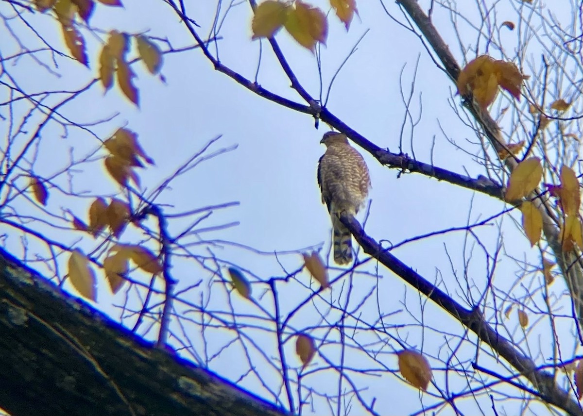Cooper's Hawk - ML645549079
