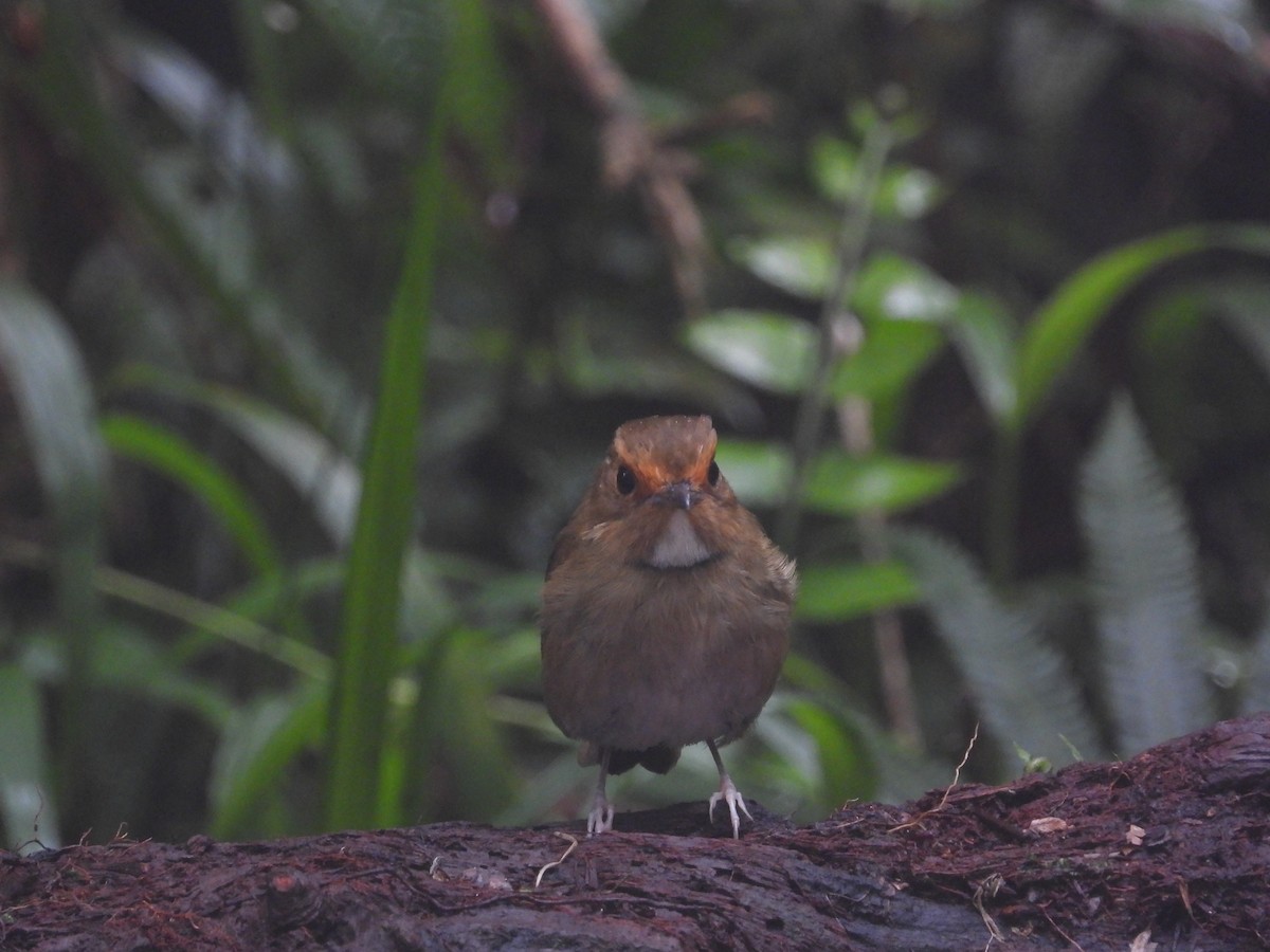 Gobemouche à face rousse - ML645549081