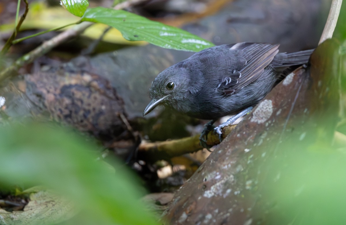 Grisin sombre - ML645549088