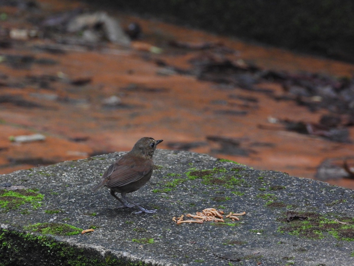 Lesser Shortwing - ML645549090