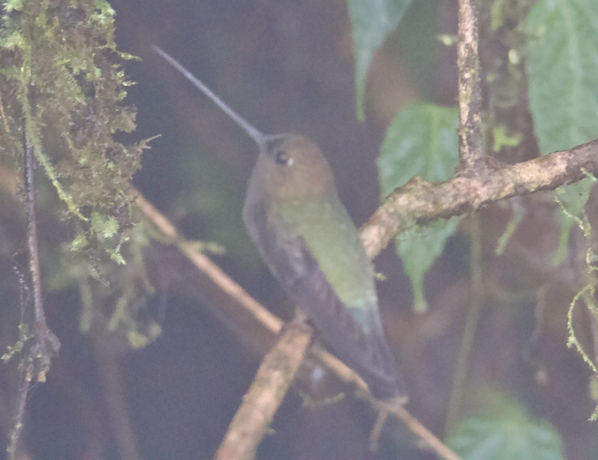 Green-fronted Lancebill - ML645549110