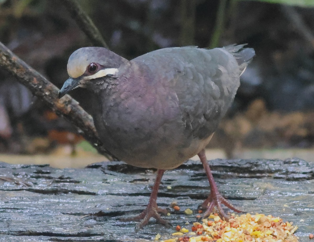 Olive-backed Quail-Dove - ML645549116