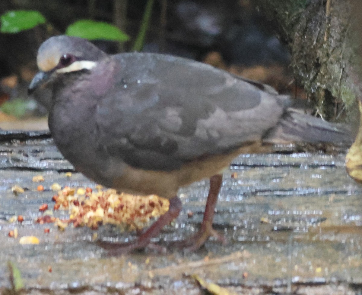 Olive-backed Quail-Dove - ML645549117