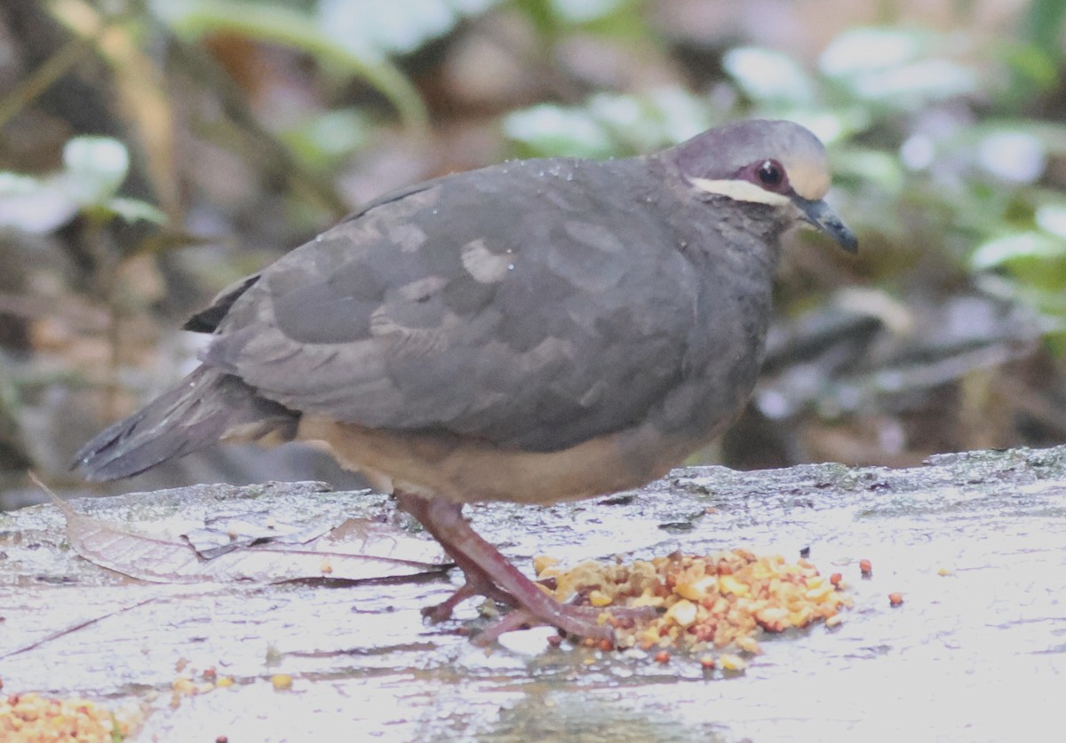 Olive-backed Quail-Dove - ML645549118