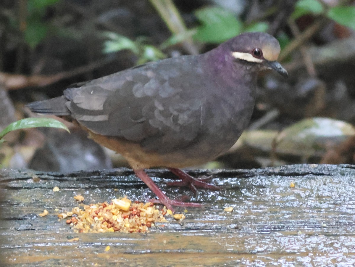 Olive-backed Quail-Dove - ML645549119