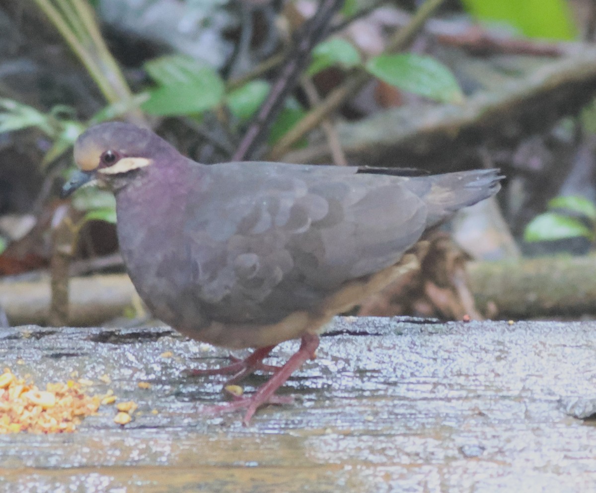 Olive-backed Quail-Dove - ML645549120