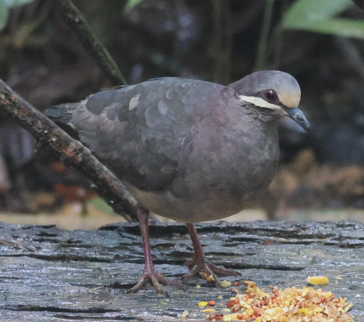 Olive-backed Quail-Dove - ML645549122