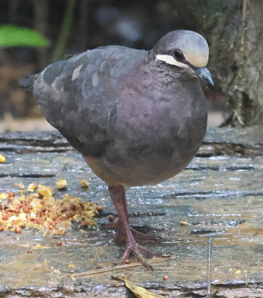Olive-backed Quail-Dove - ML645549123