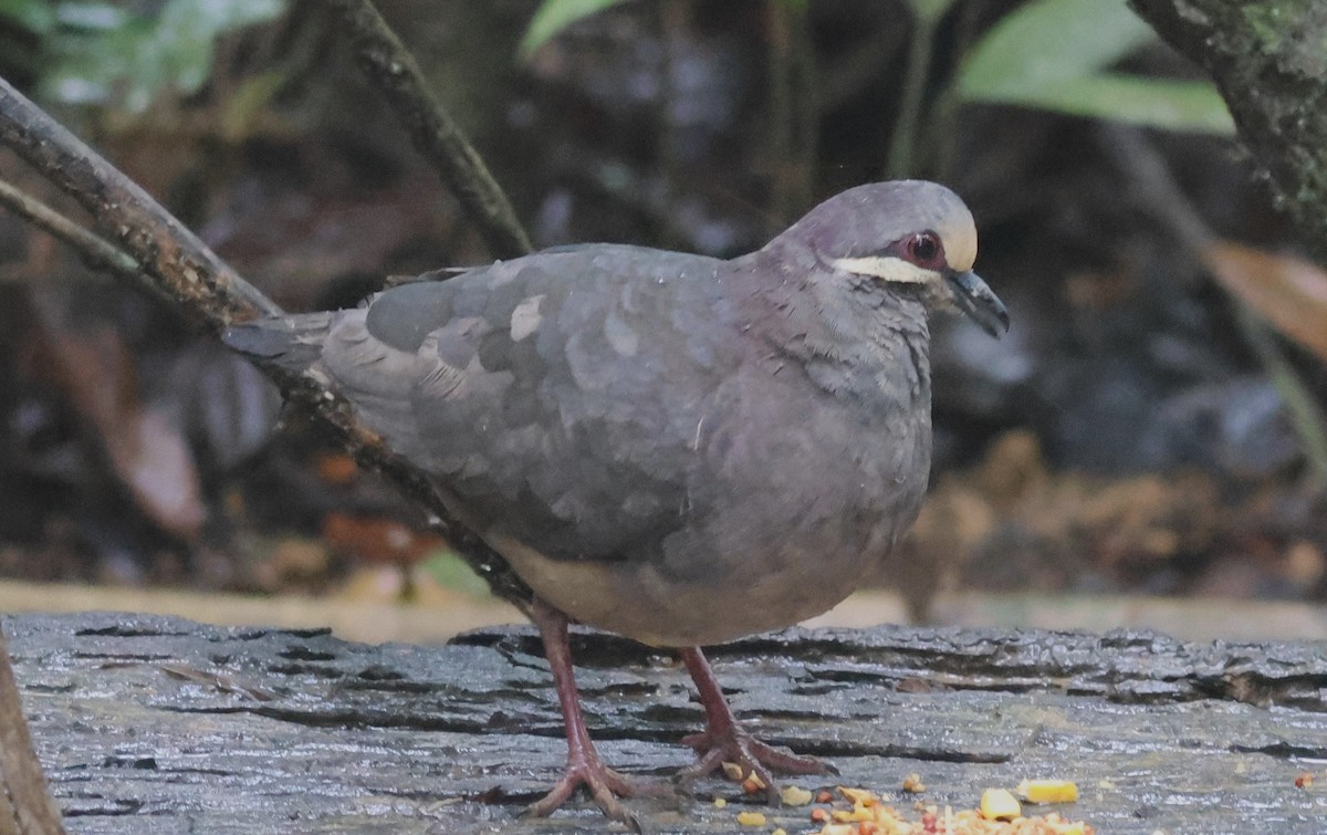 Olive-backed Quail-Dove - ML645549124