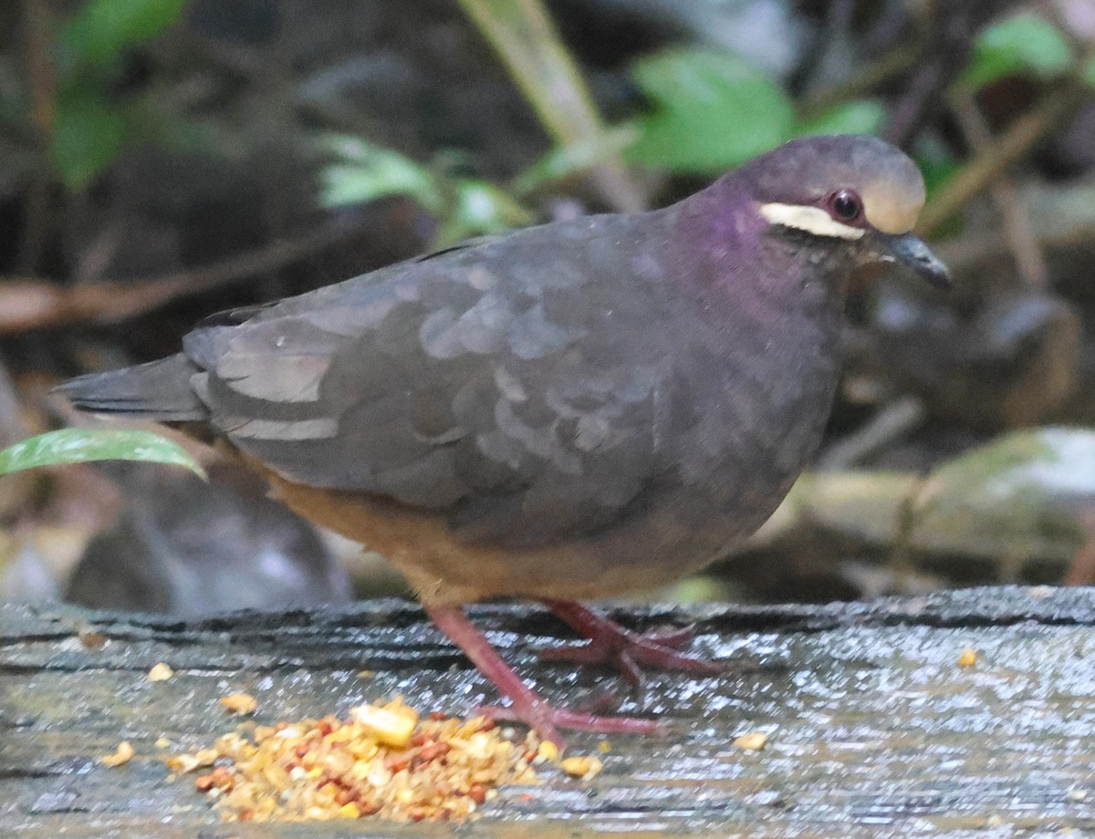 Olive-backed Quail-Dove - ML645549125