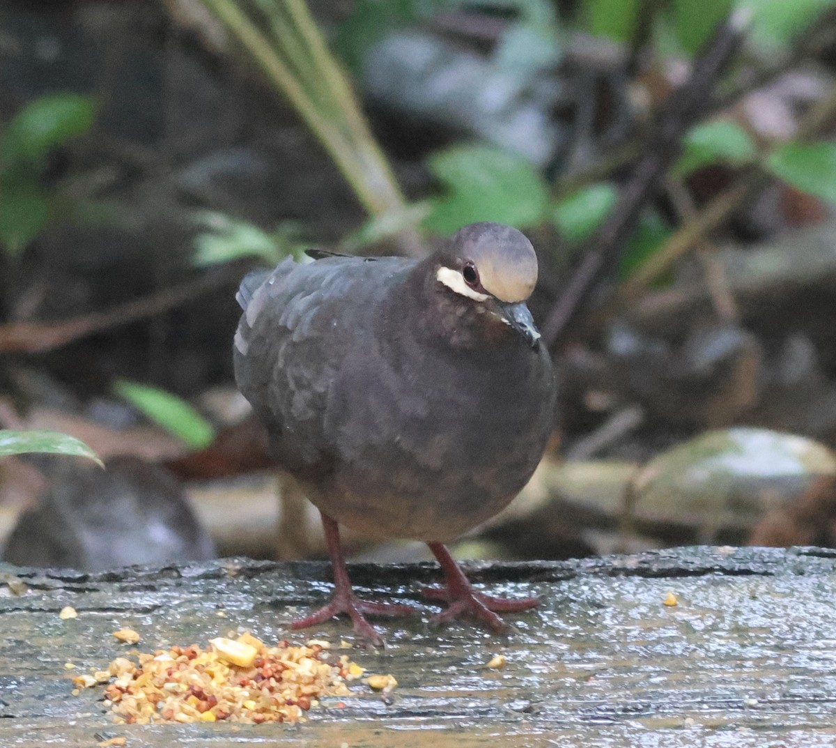 Olive-backed Quail-Dove - ML645549126