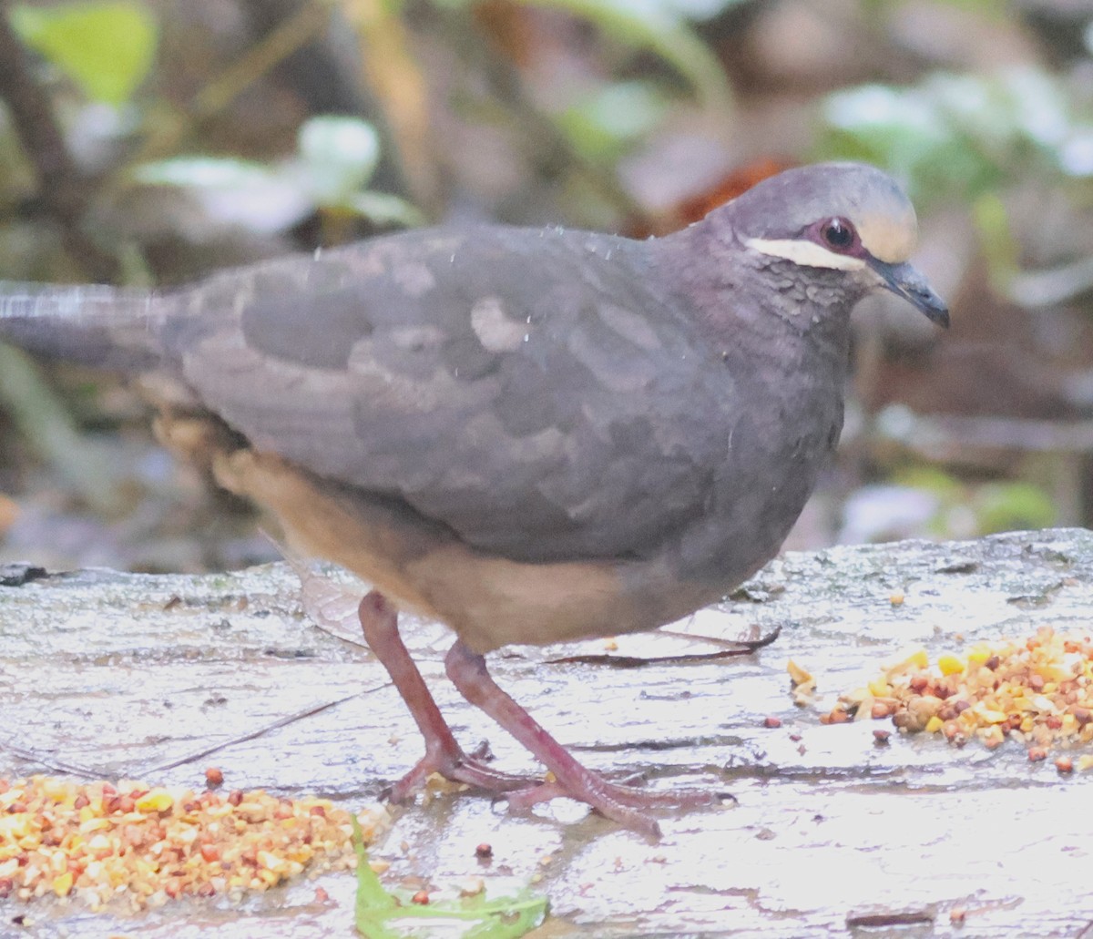 Olive-backed Quail-Dove - ML645549127