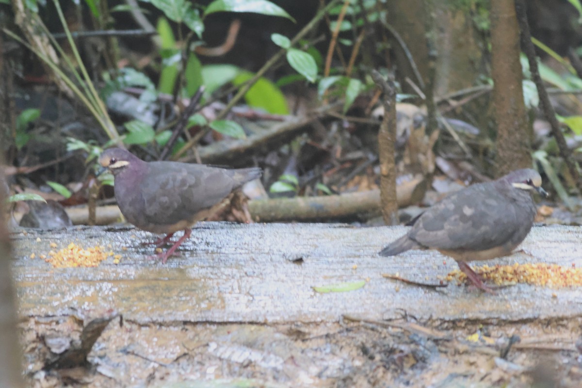 Olive-backed Quail-Dove - ML645549128