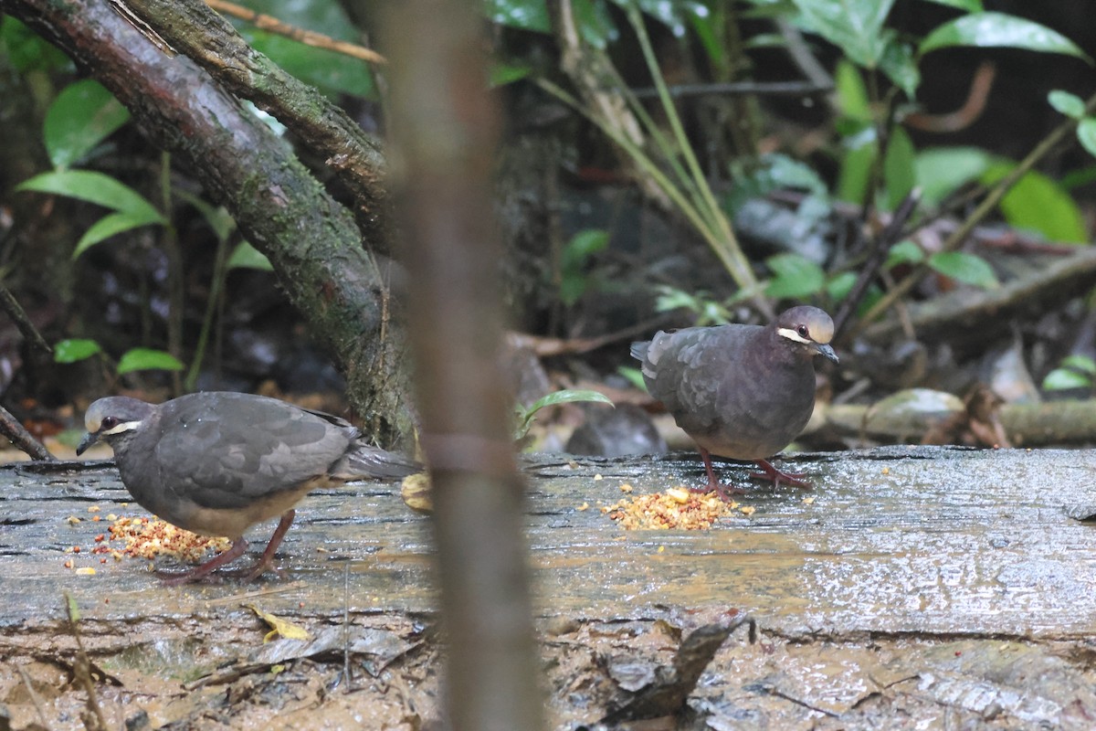Olive-backed Quail-Dove - ML645549130