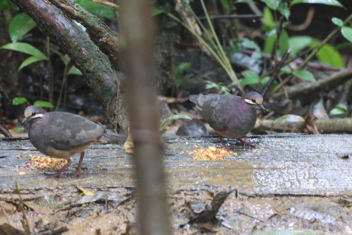 Olive-backed Quail-Dove - ML645549131