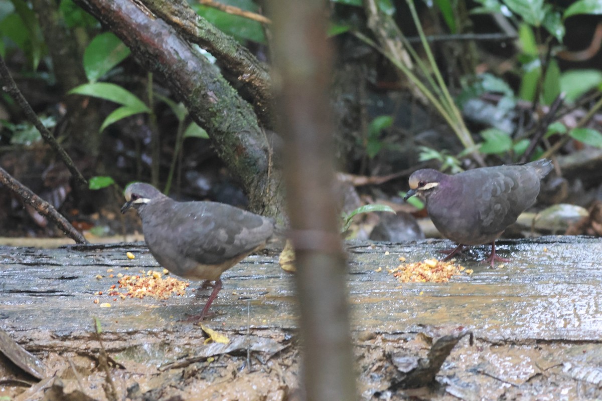 Olive-backed Quail-Dove - ML645549132