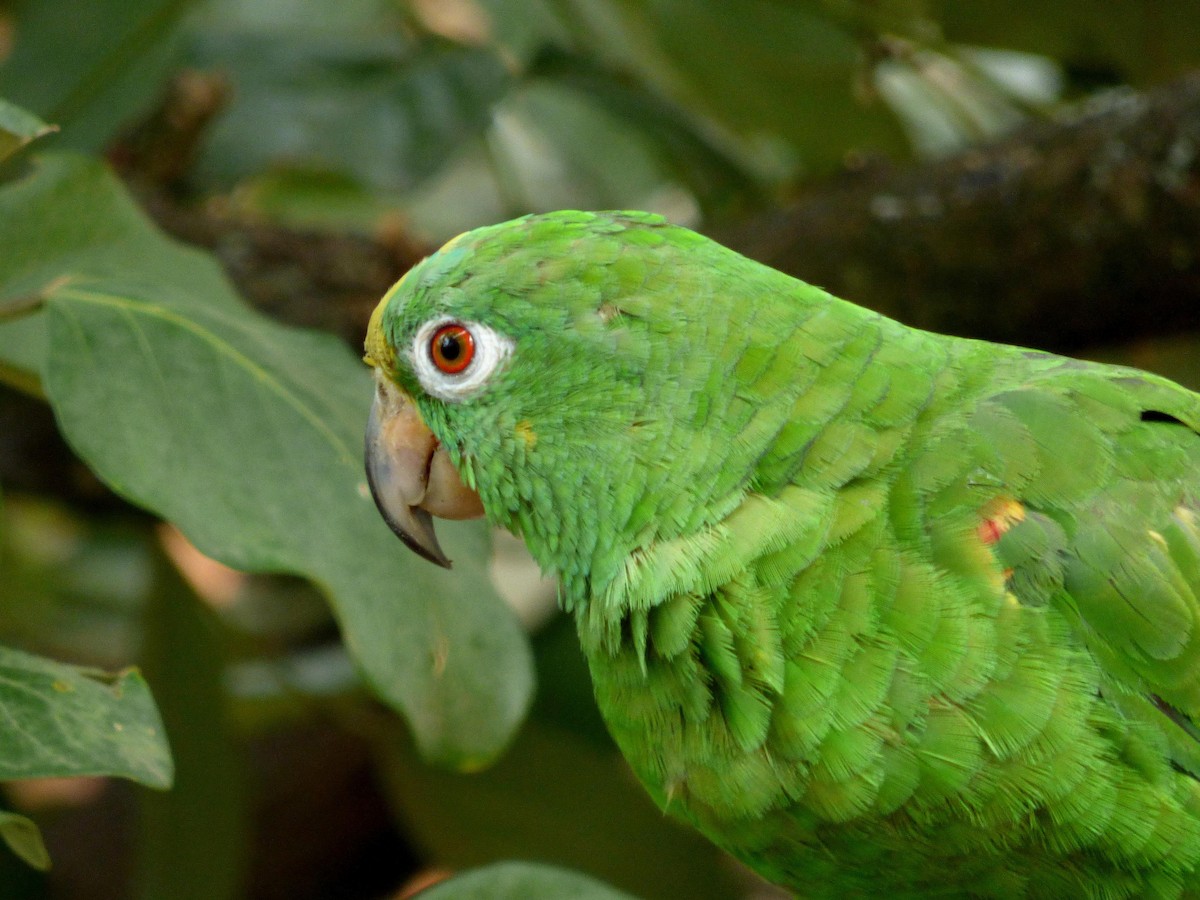Yellow-crowned Amazon - ML645549154