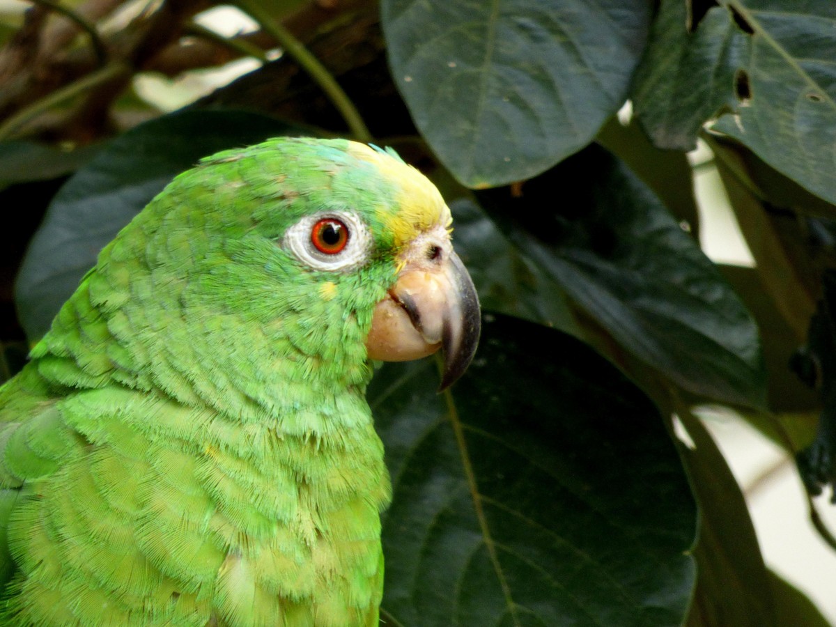 Yellow-crowned Amazon - ML645549155