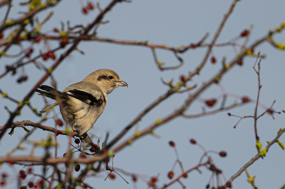 Northern Shrike - ML645549165
