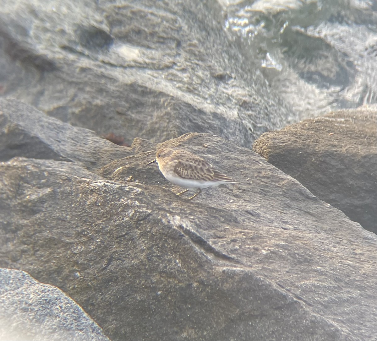 Least Sandpiper - ML645549181
