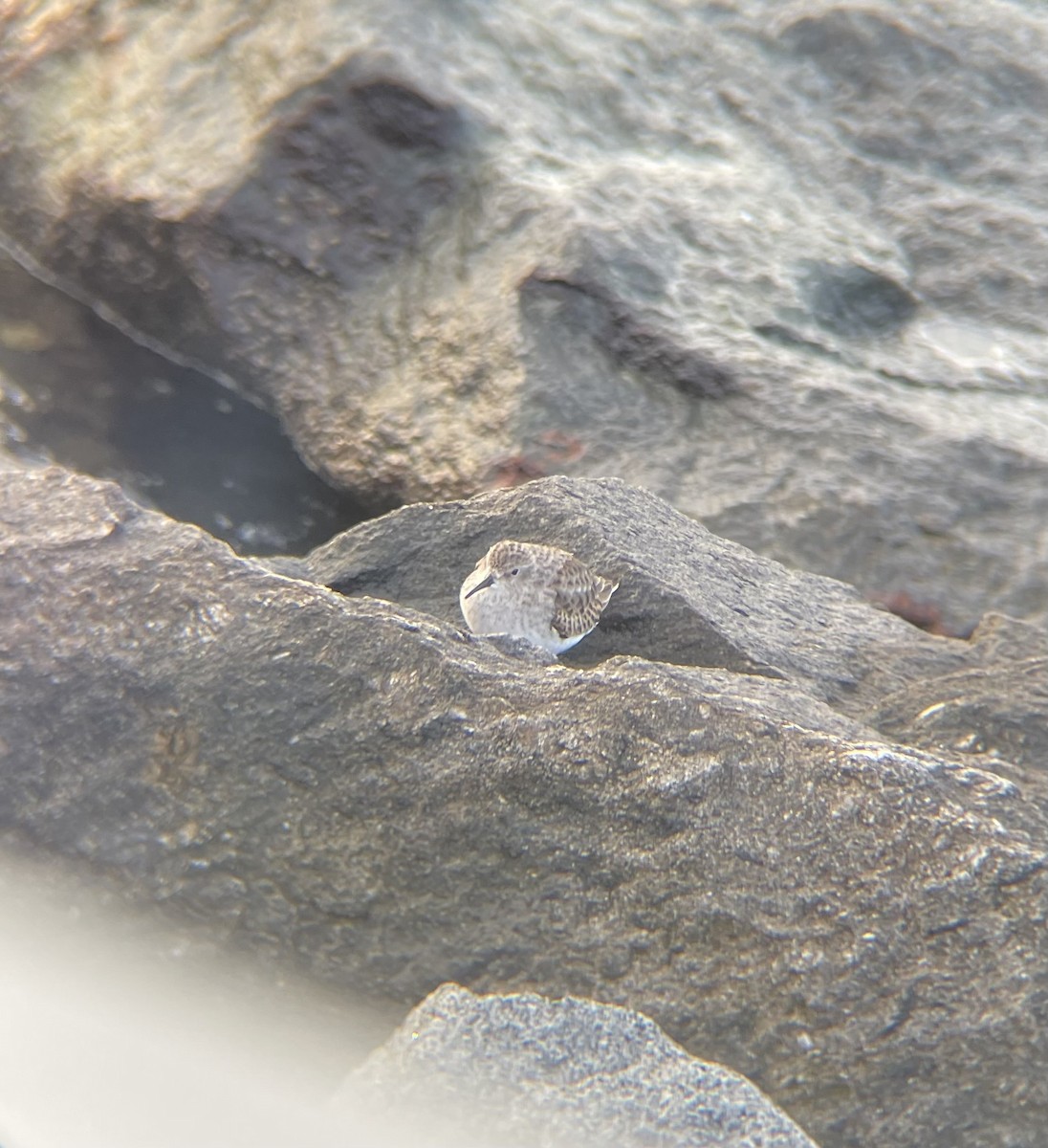 Least Sandpiper - ML645549182