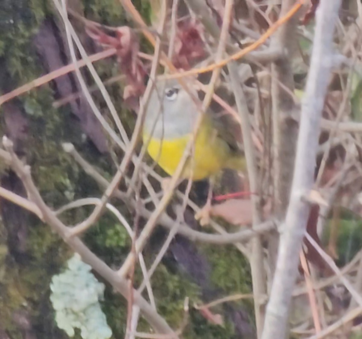 MacGillivray's Warbler - ML645549189