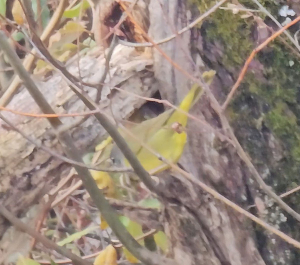 MacGillivray's Warbler - ML645549190