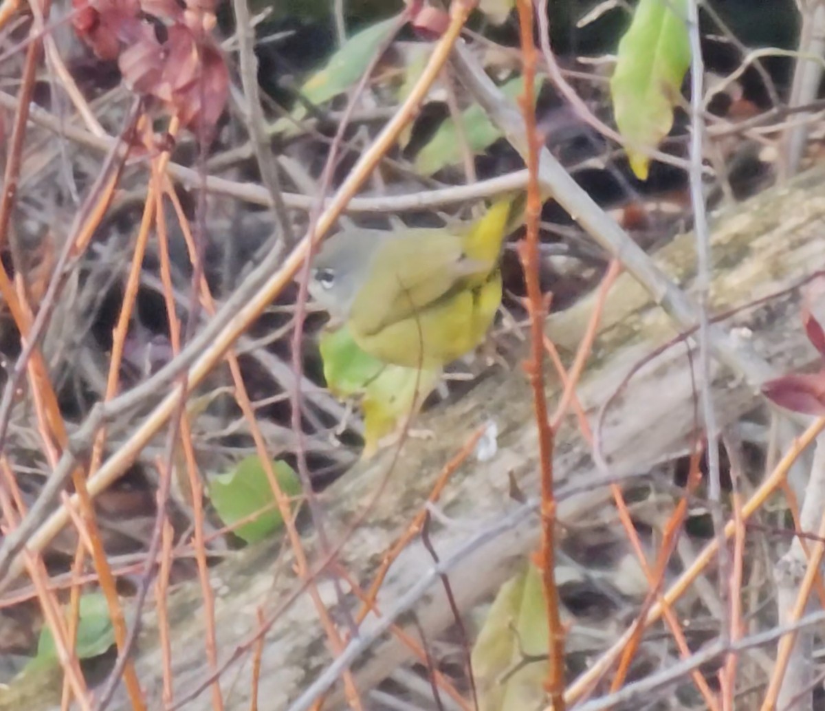 MacGillivray's Warbler - ML645549191