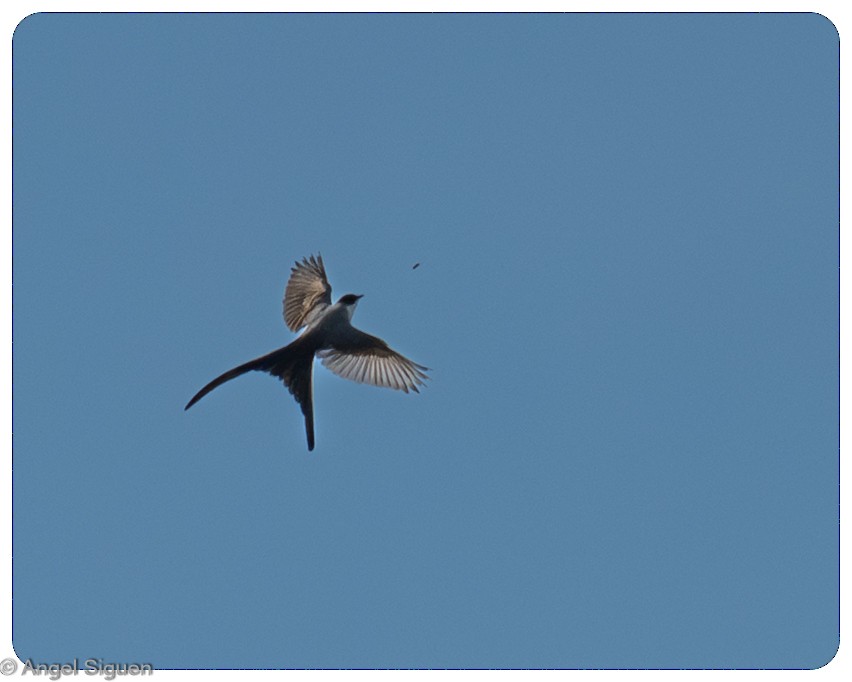 tyran savanový - ML645549192