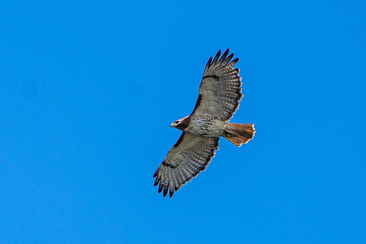 Red-tailed Hawk - ML645549194