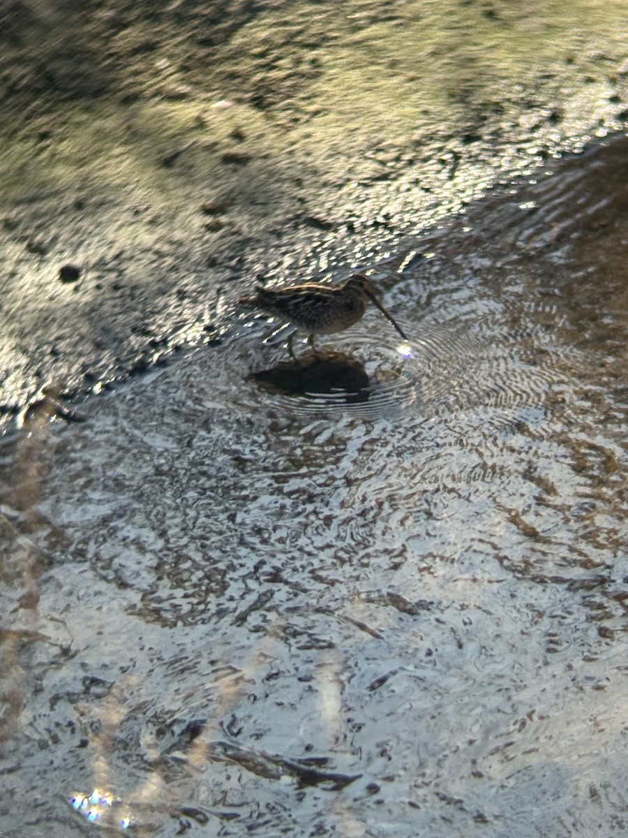 Wilson's Snipe - ML645549195