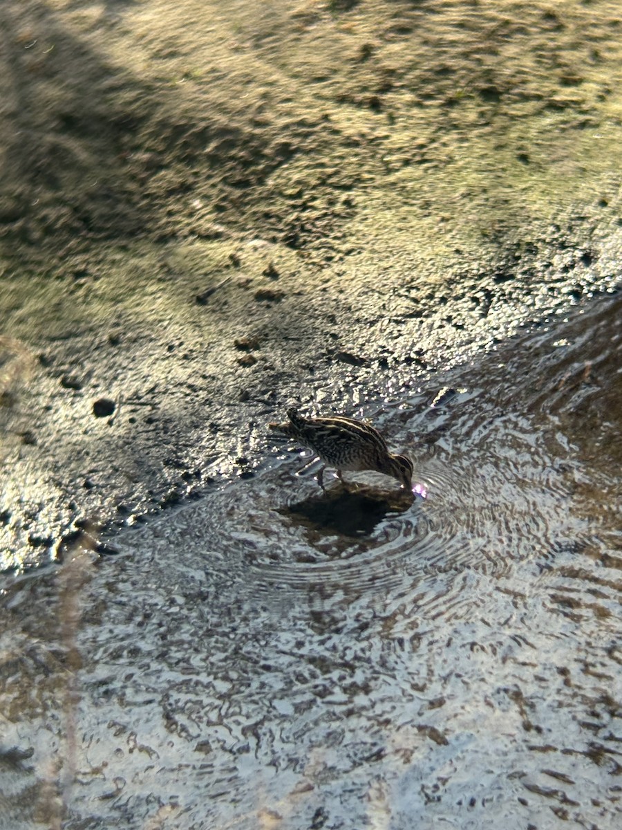 Wilson's Snipe - ML645549196