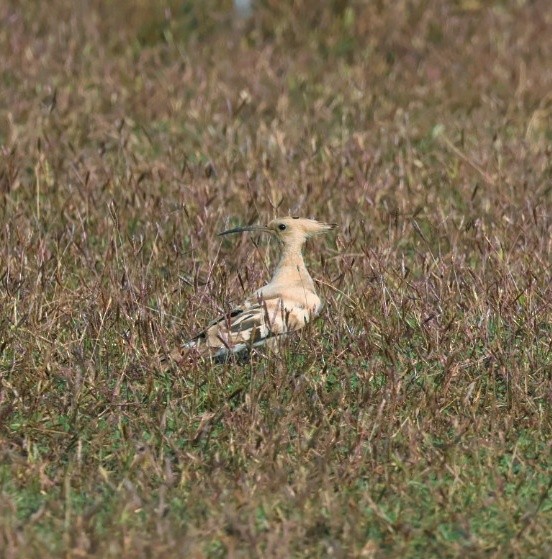 Common Hoopoe - ML645549209