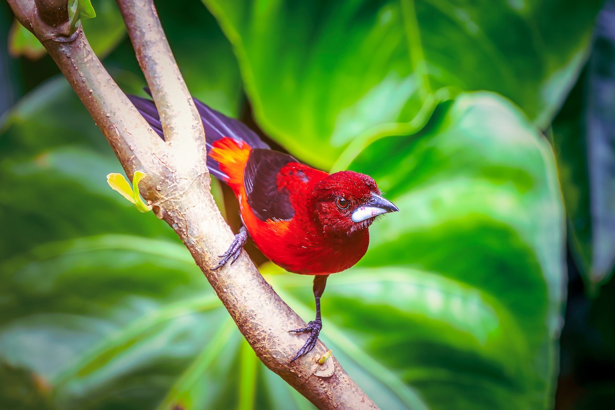 Crimson-backed Tanager - ML645549219