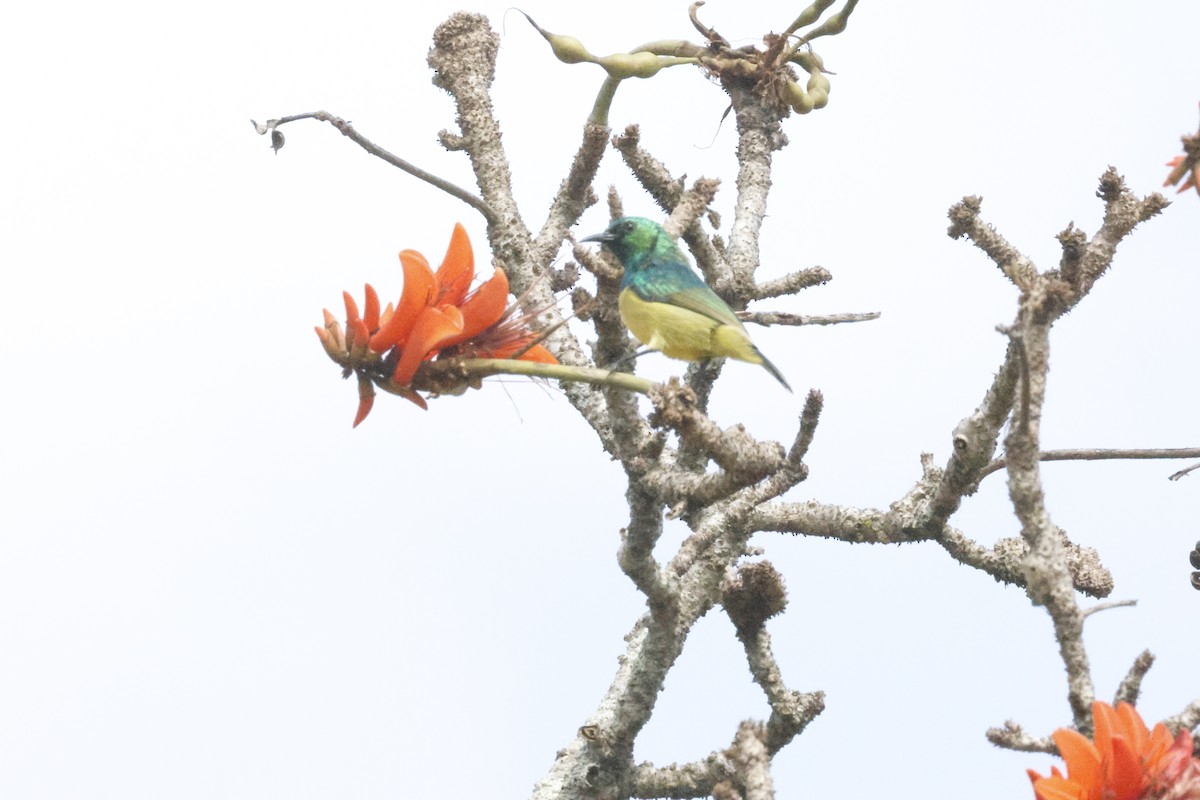 Саїманга зеленовола - ML645549221