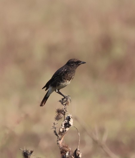 Pied Bushchat - ML645549222
