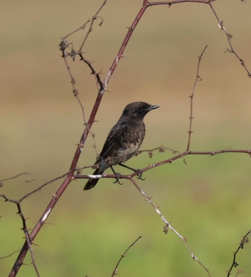 Pied Bushchat - ML645549224