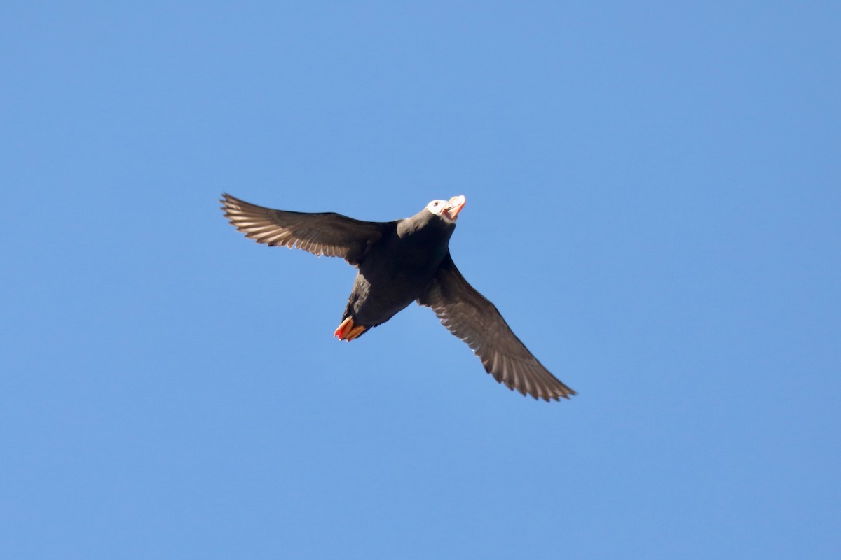 Tufted Puffin - ML645549227