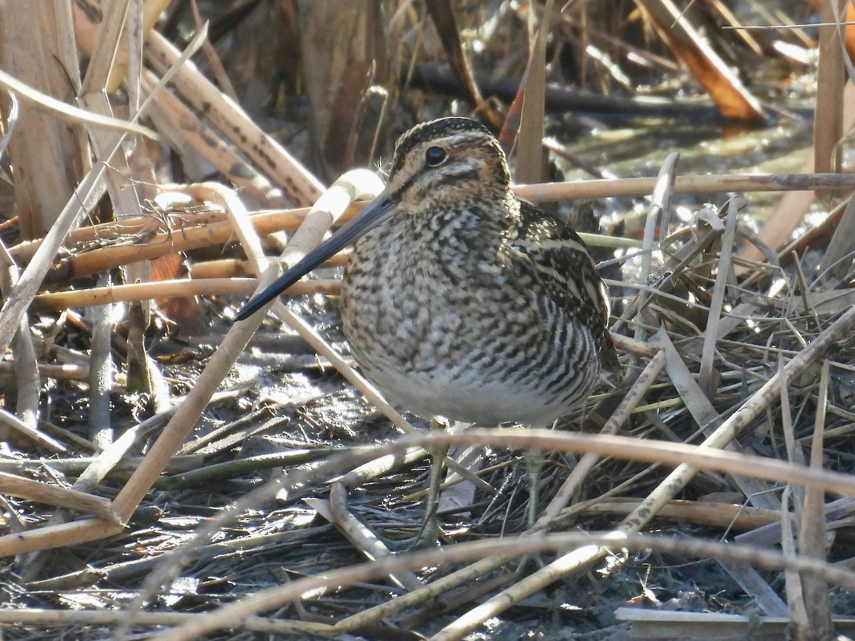 Wilson's Snipe - ML645549229