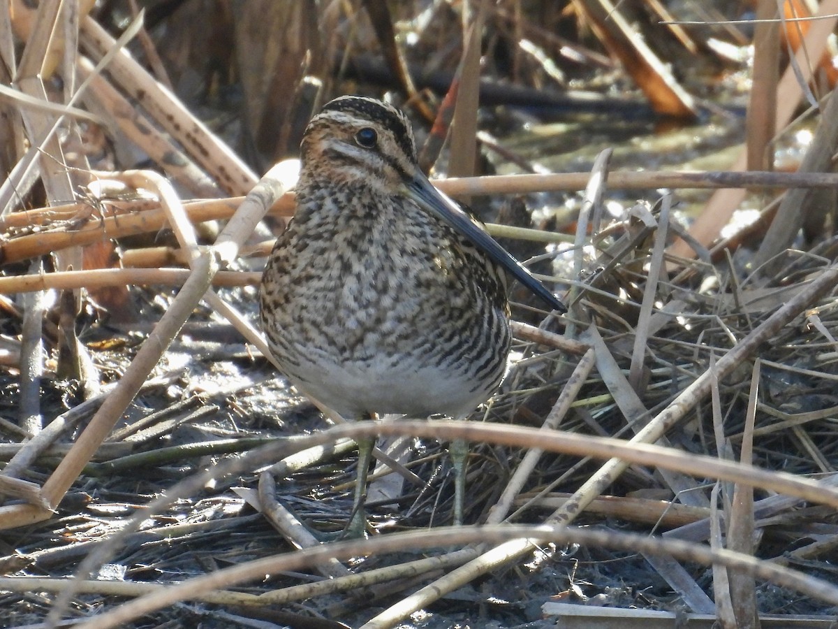 Wilson's Snipe - ML645549230