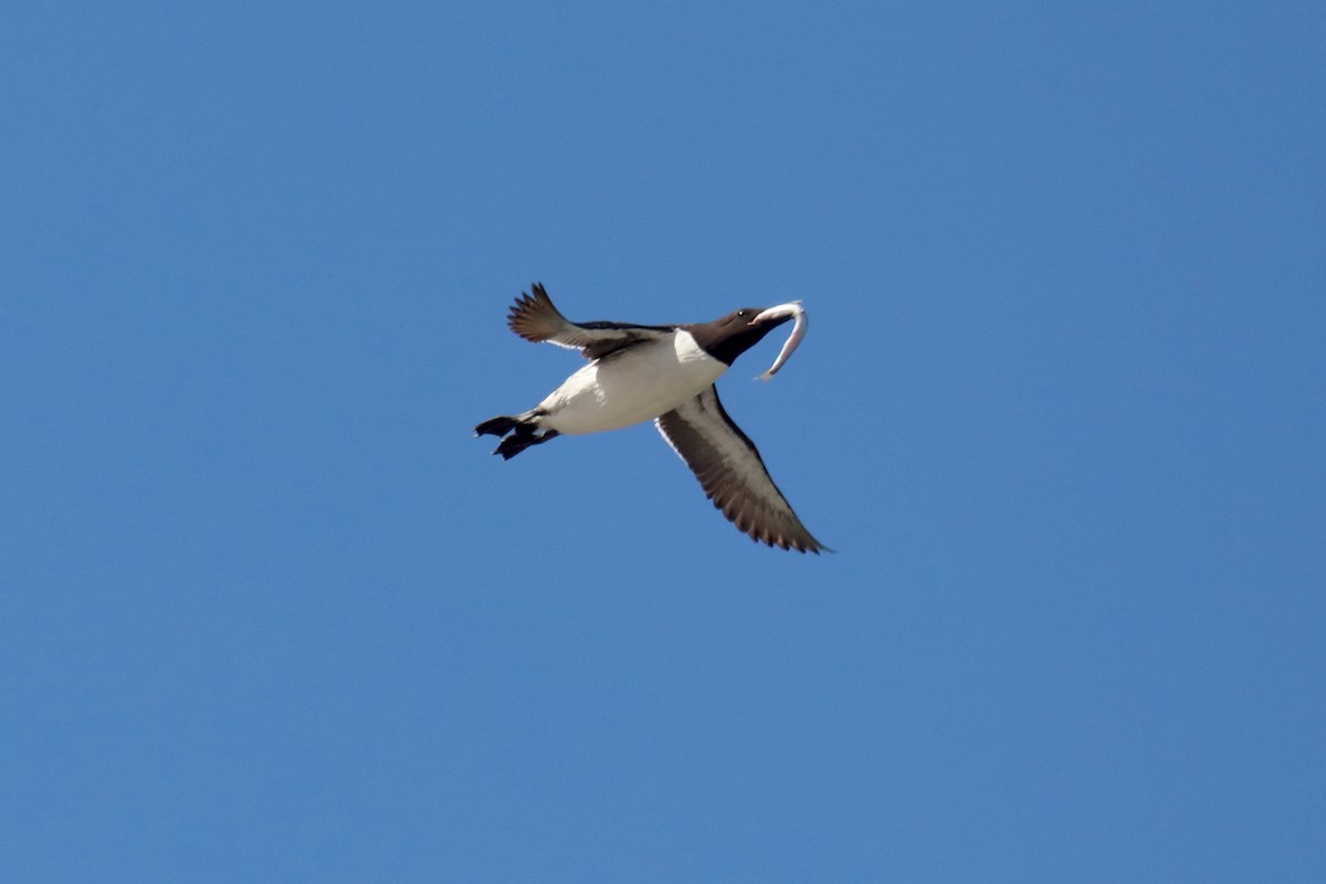 Common Murre - ML645549233