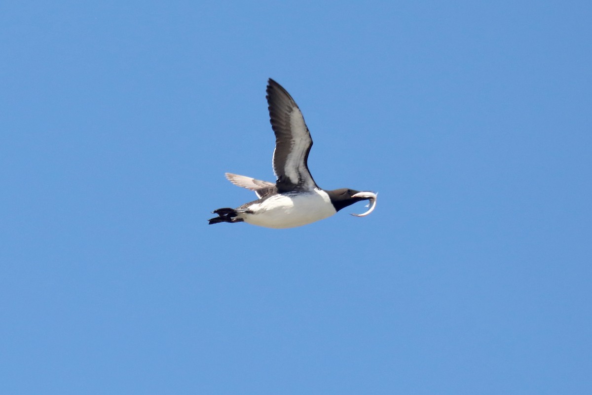 Common Murre - ML645549234