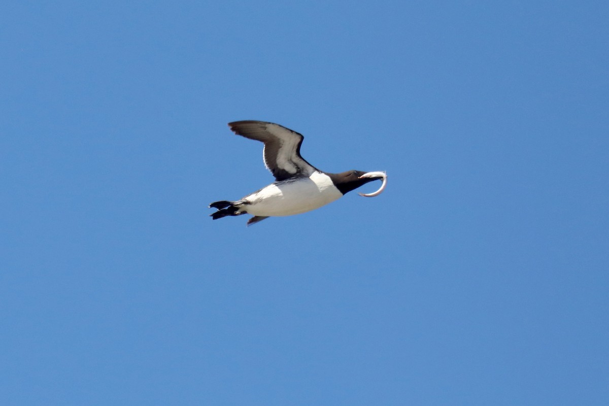 Common Murre - ML645549237