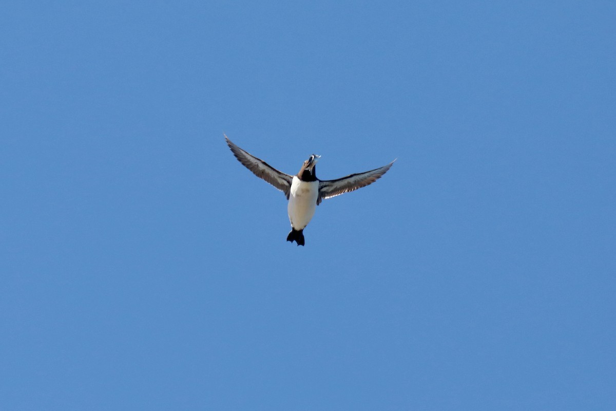 Common Murre - ML645549238