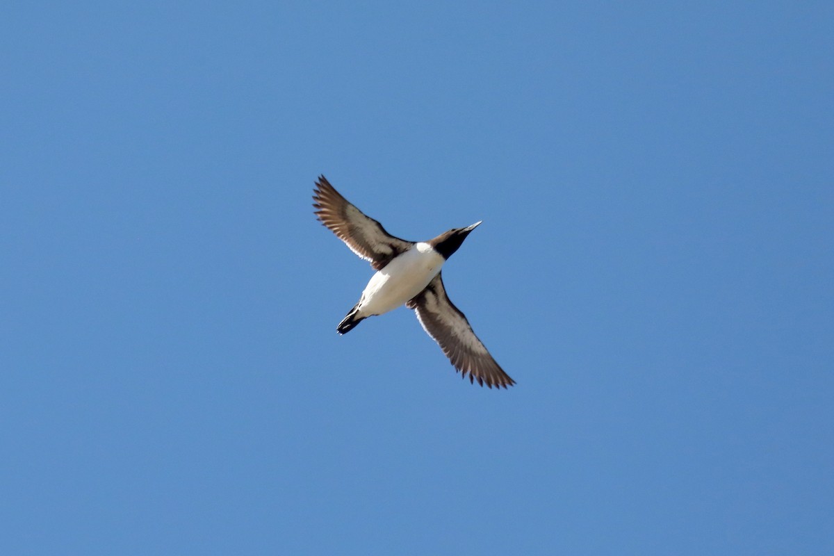 Common Murre - ML645549239