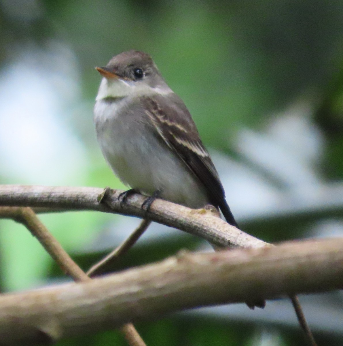 Northern Tropical Pewee - ML645549242