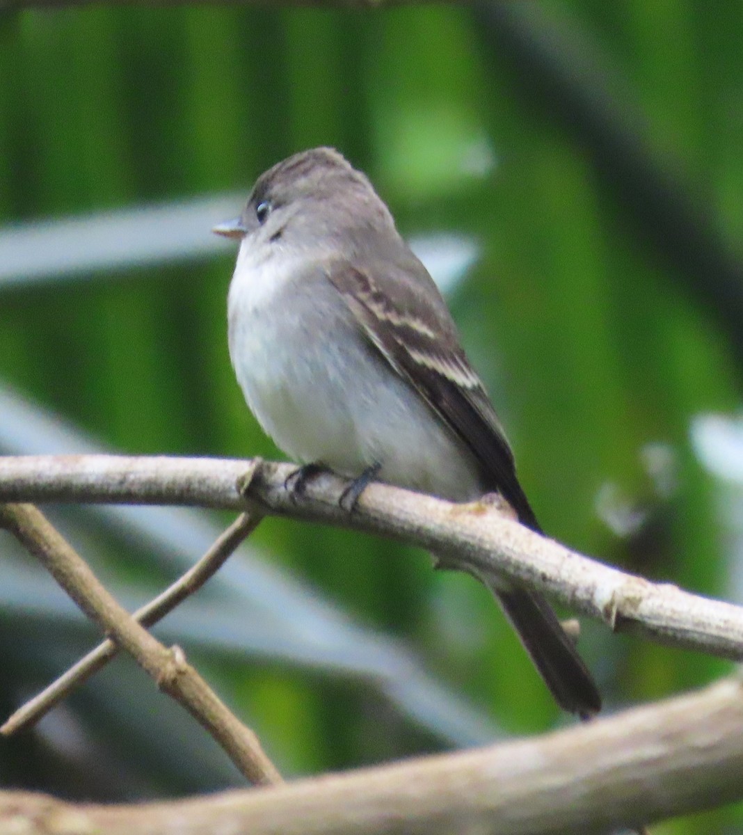 Northern Tropical Pewee - ML645549244