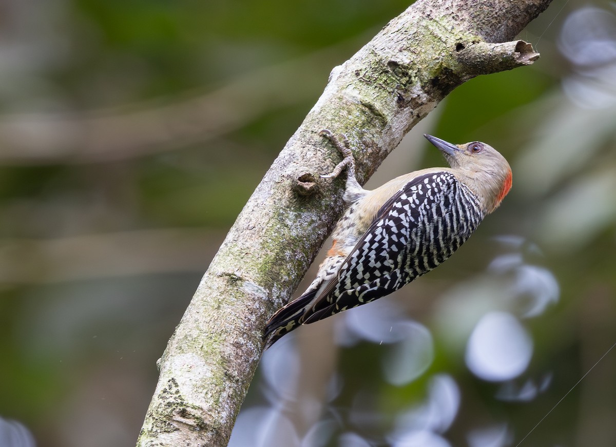 Red-crowned Woodpecker - ML645549246