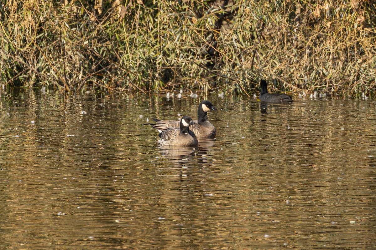 Cackling Goose (minima) - ML645549247